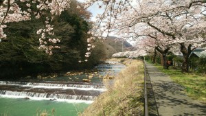 箱根　桜